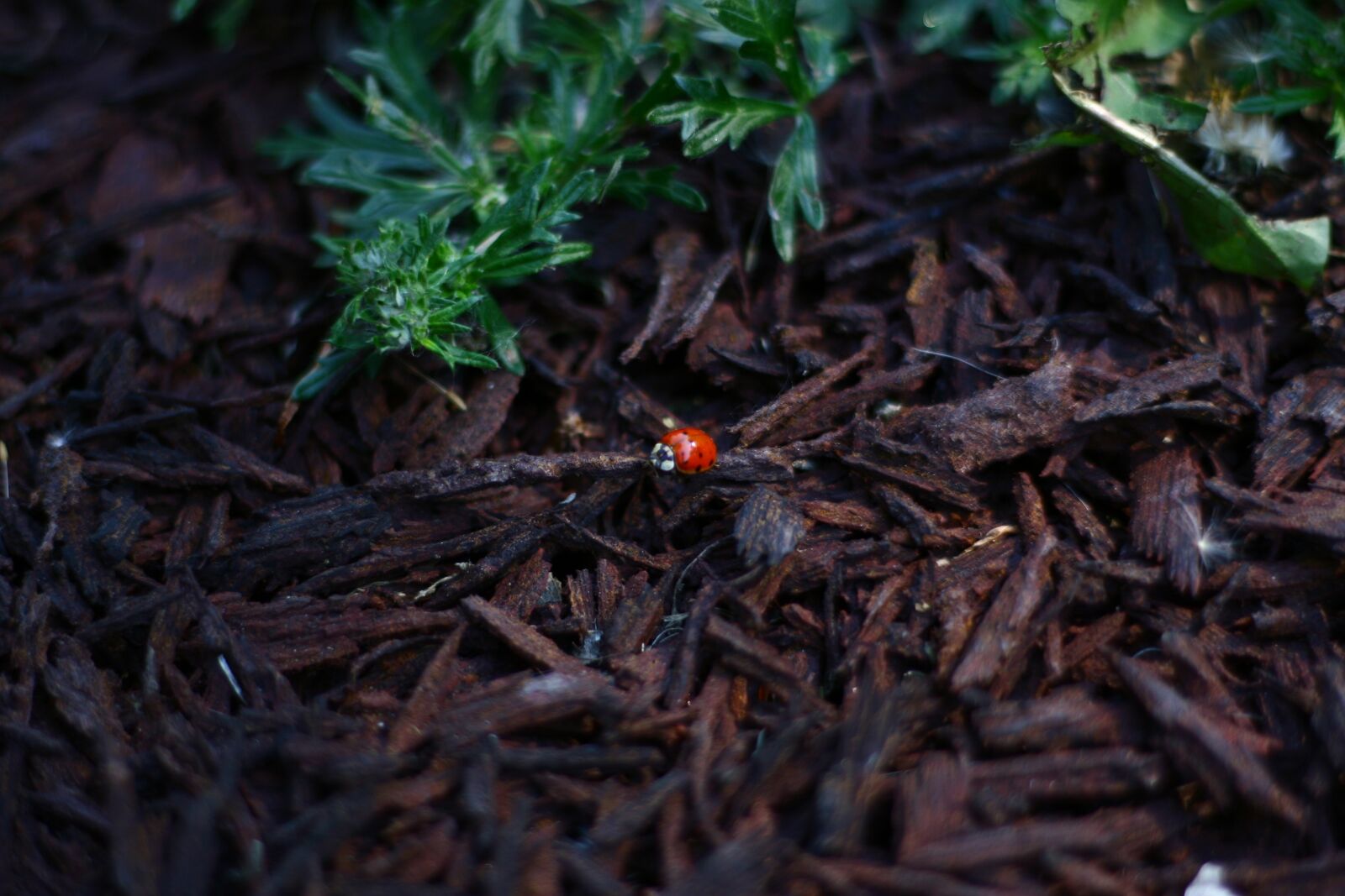 Canon EOS 350D (EOS Digital Rebel XT / EOS Kiss Digital N) sample photo. Ladybug, red, foliage photography