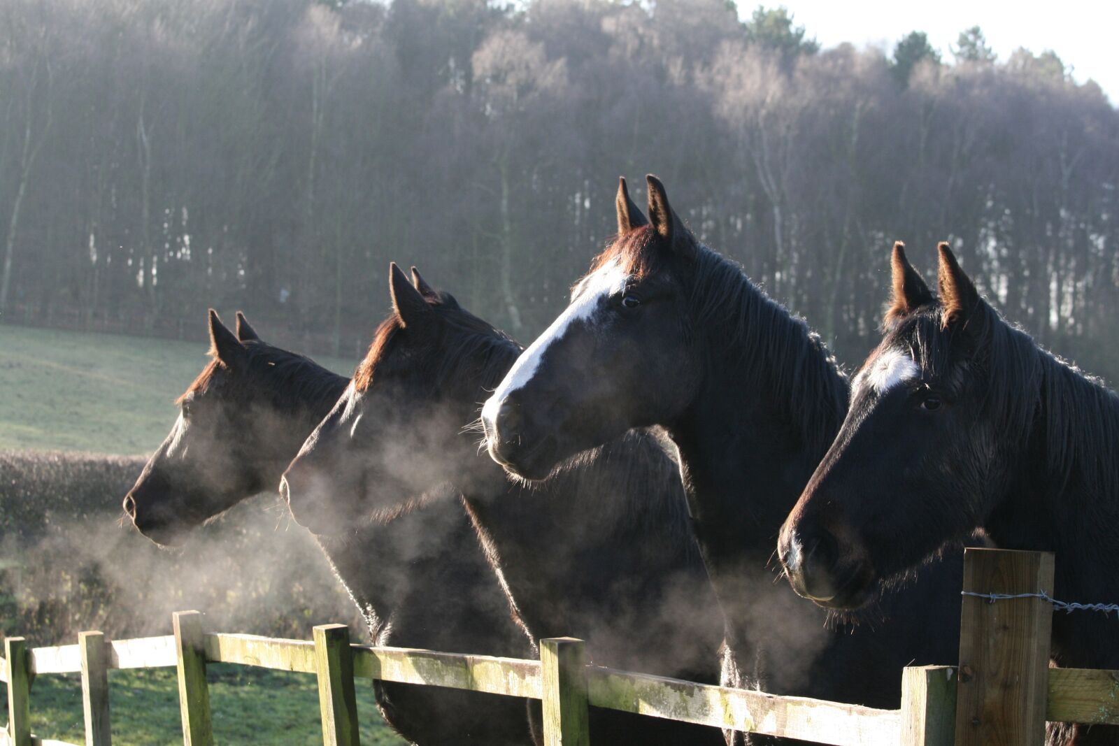 Canon EOS 400D (EOS Digital Rebel XTi / EOS Kiss Digital X) sample photo. Horses, fence, field photography