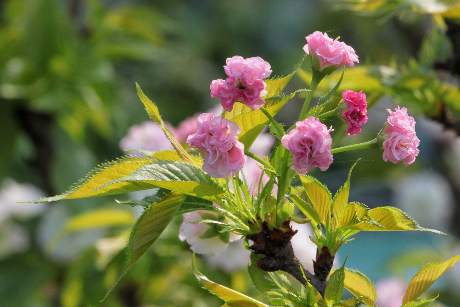 Canon EOS 500D (EOS Rebel T1i / EOS Kiss X3) sample photo. Plant, cherry blossoms, chrysanthemum photography
