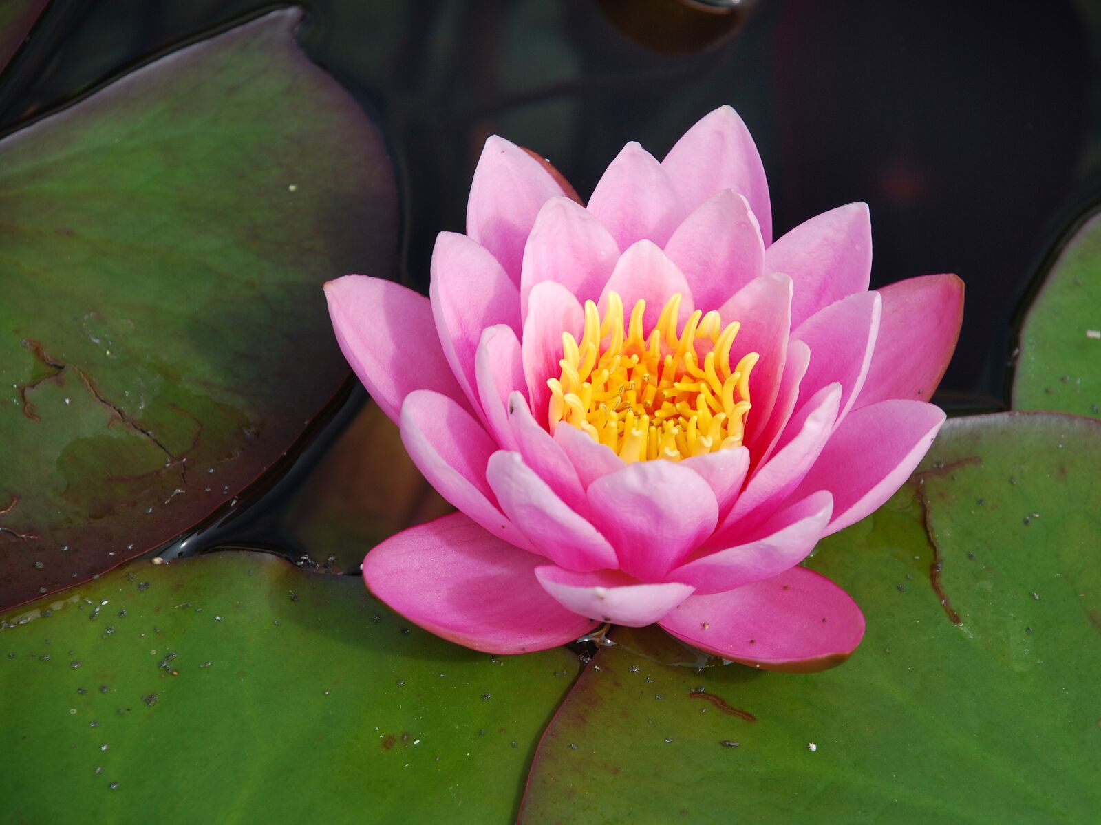 Nikon D80 sample photo. Water lily, water rose photography