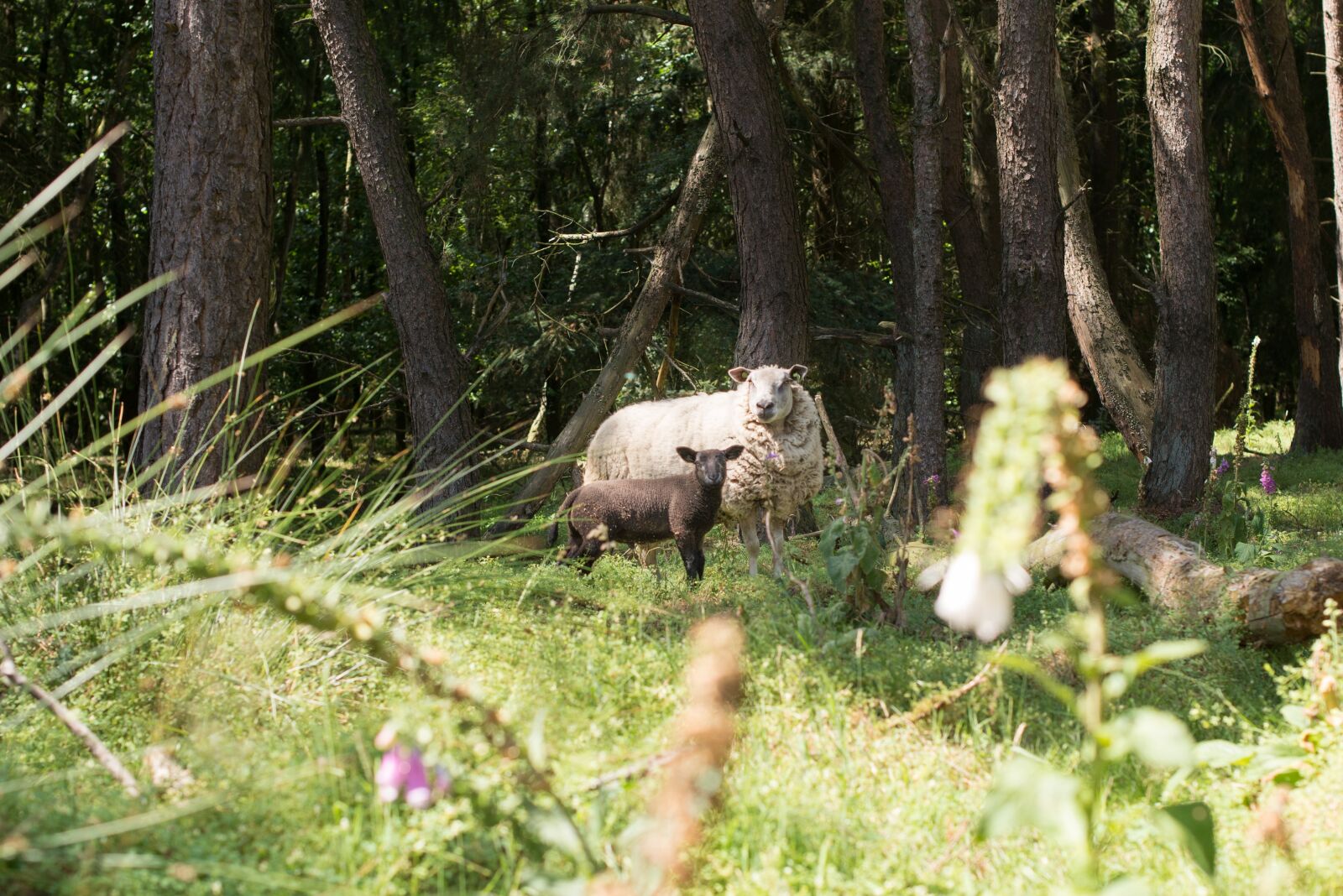 Nikon D600 sample photo. Sheep, forest, walking photography