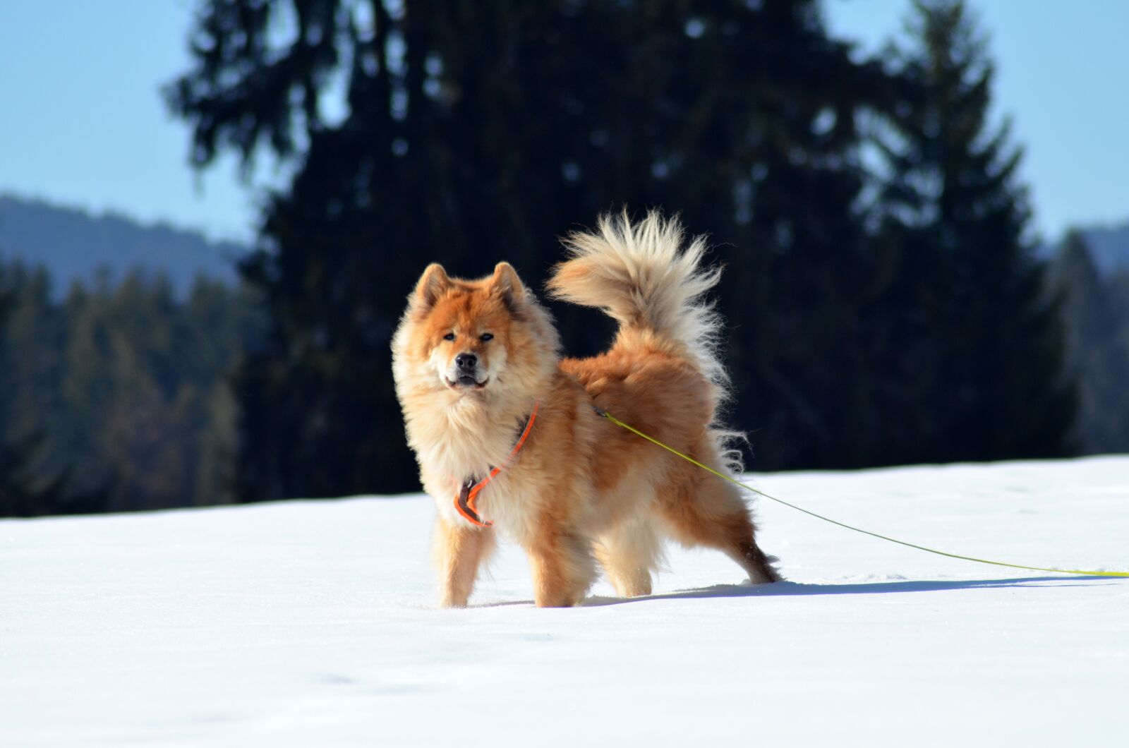 Nikon D5100 sample photo. Eurasians, dog, pet photography
