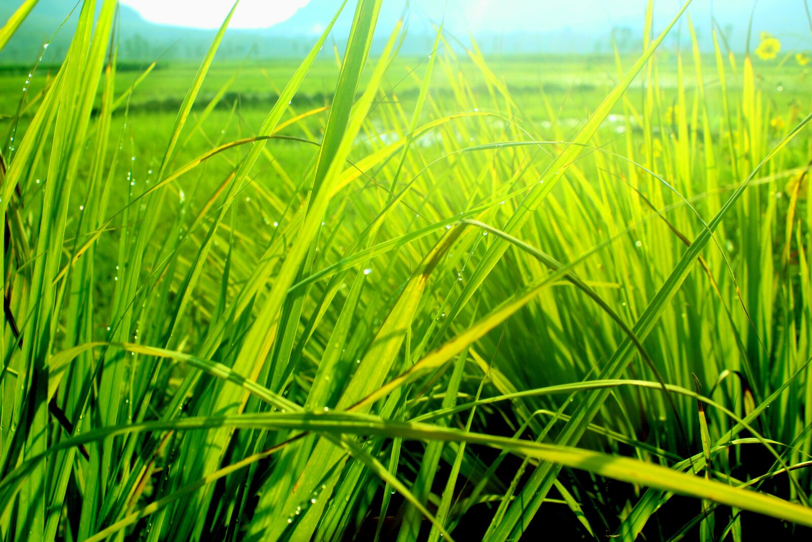 Canon EOS 550D (EOS Rebel T2i / EOS Kiss X4) sample photo. Sky, grass, field photography