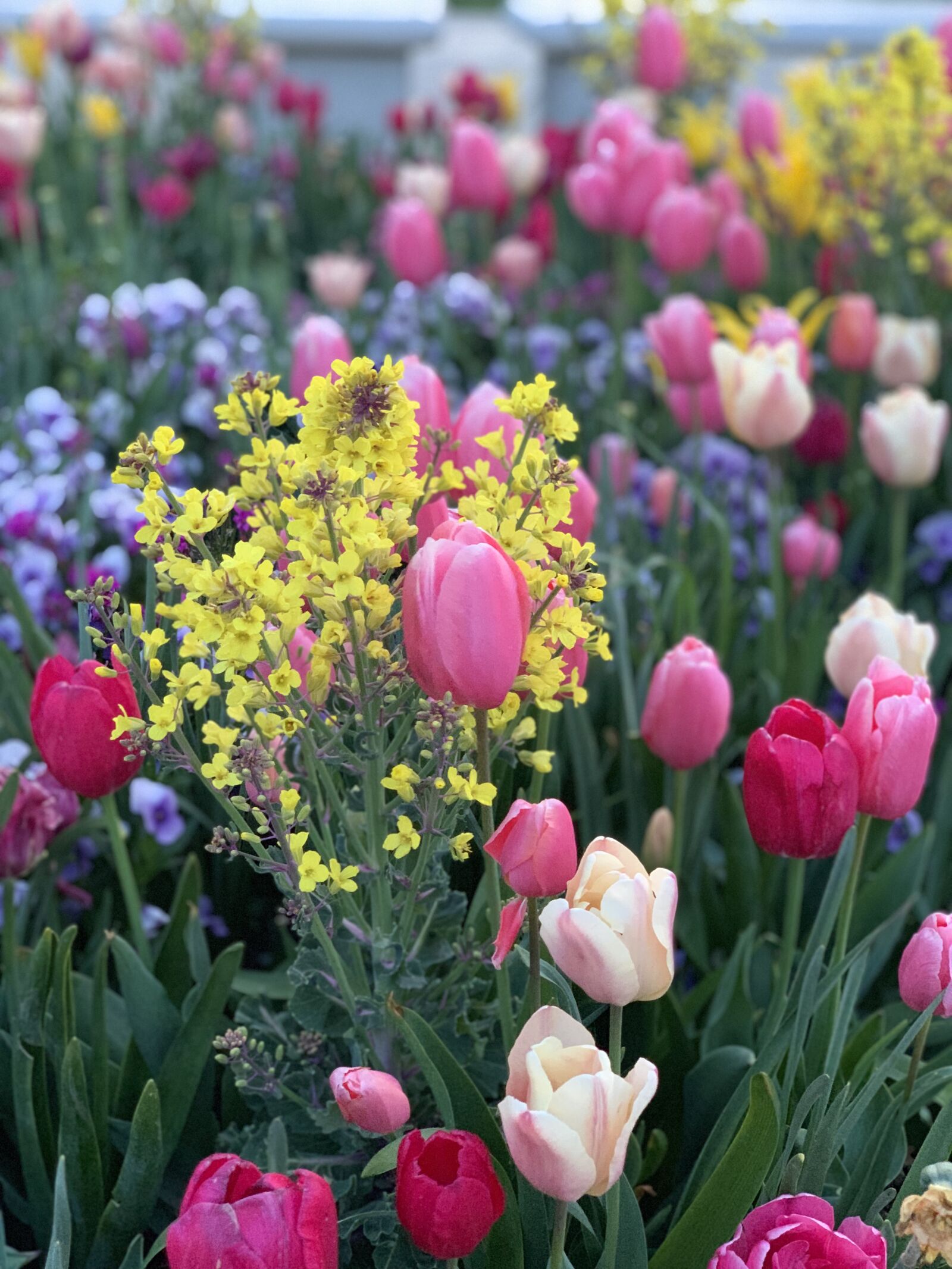 Apple iPhone XS Max sample photo. Spring, flowers, tulips photography