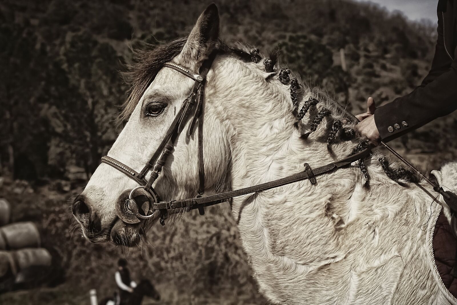 Canon EOS 1000D (EOS Digital Rebel XS / EOS Kiss F) sample photo. Ridings, competitions, equestrian photography