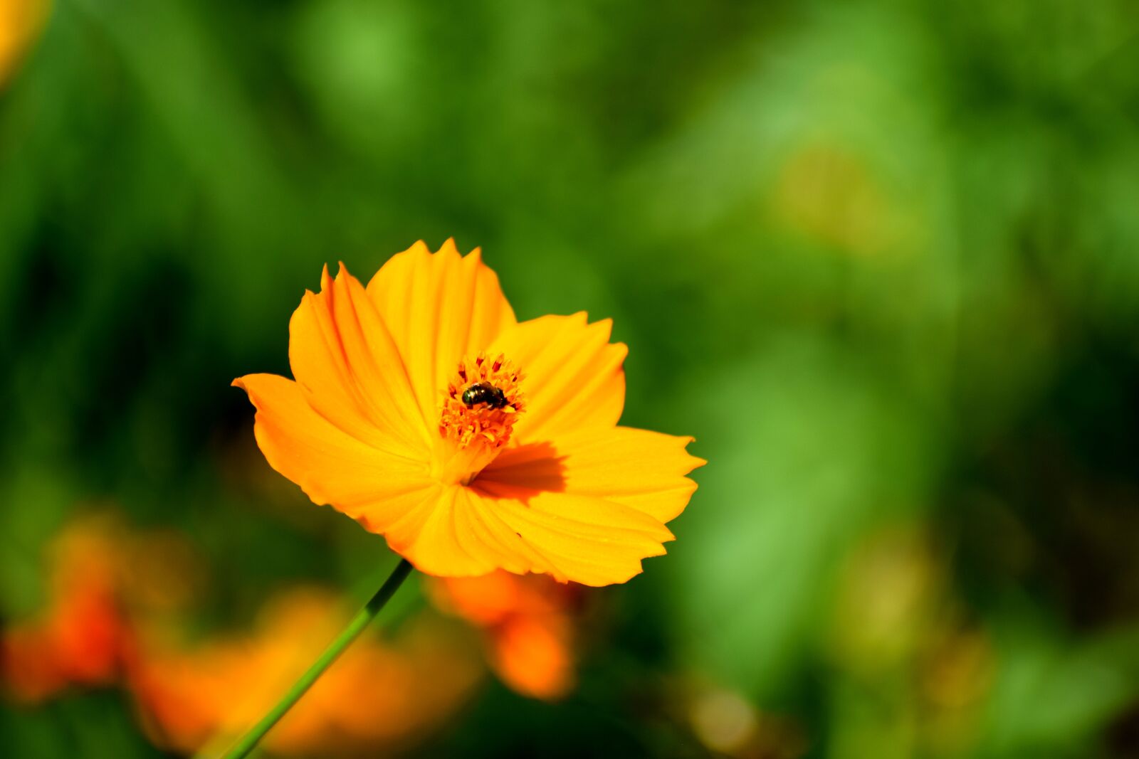 Nikon D3300 sample photo. Nature, grass, wild flowers photography