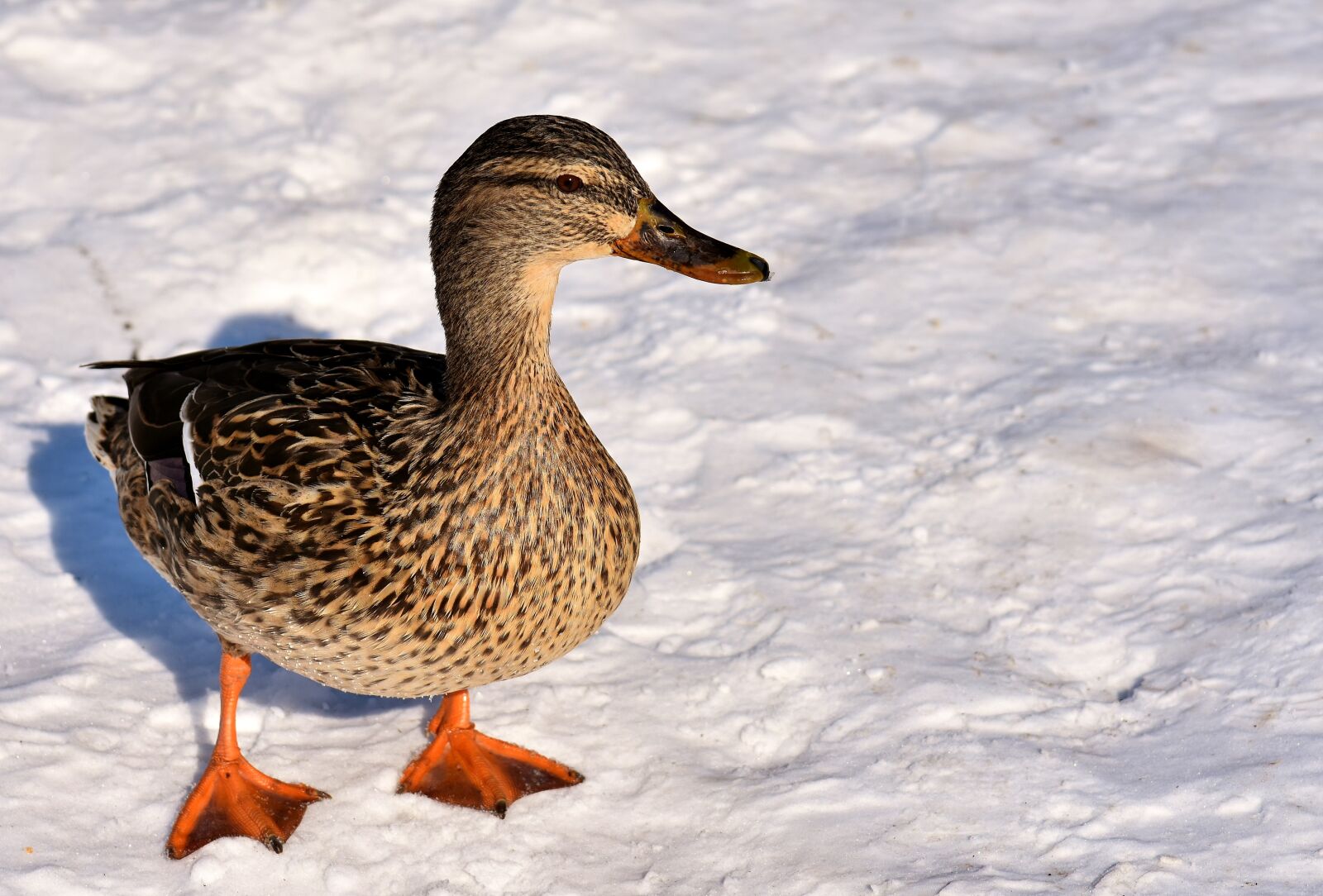 Nikon D7200 sample photo. Duck, mallard, snow photography