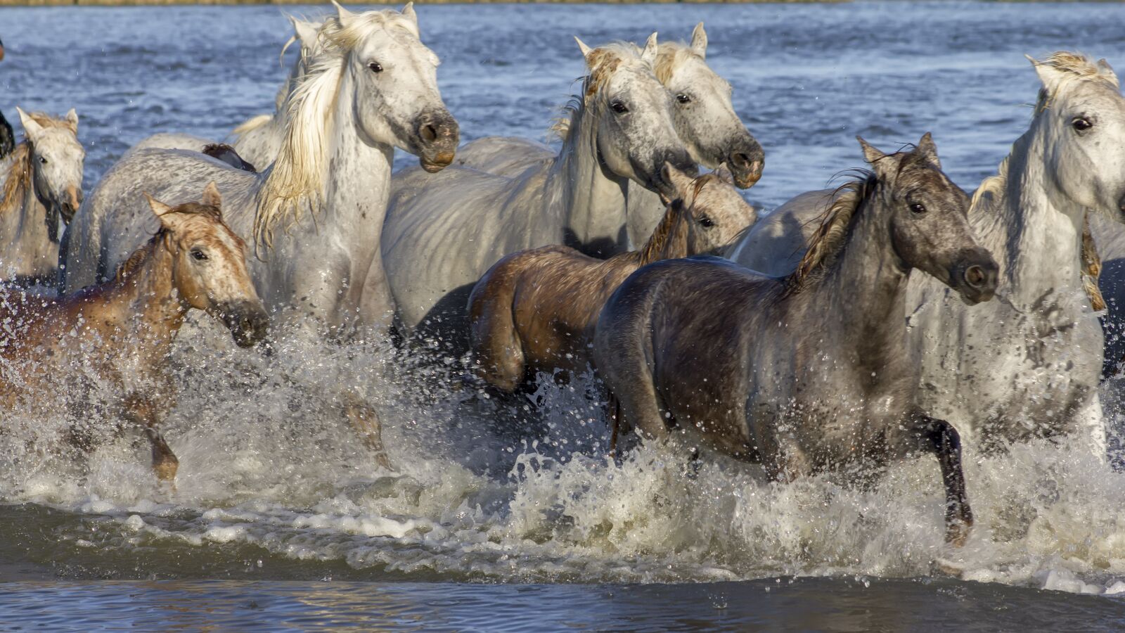 Canon EF75-300mm f/4-5.6 sample photo. Windmill gard, horses, camargue photography