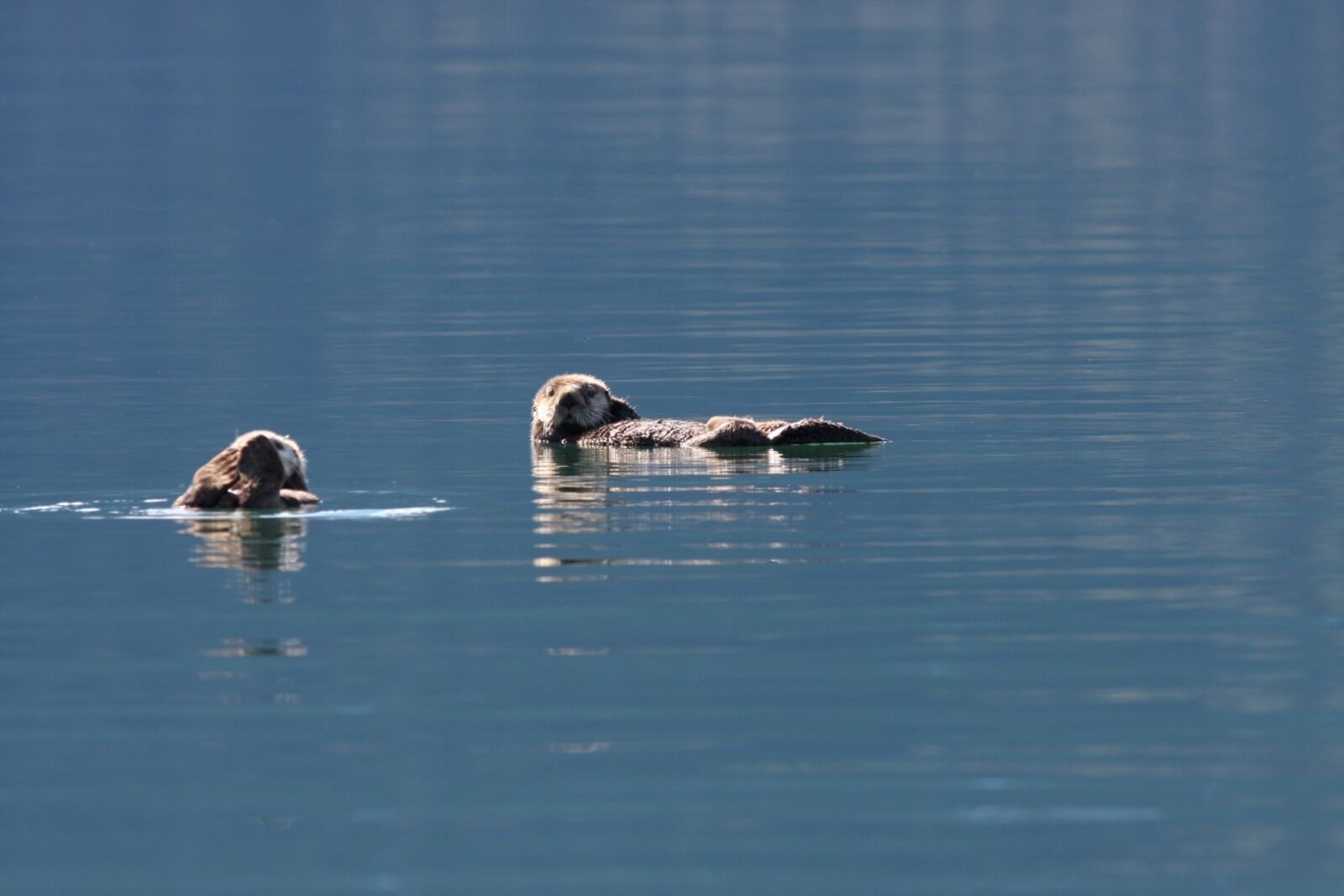 Canon EOS 40D sample photo. Sea otters, swimming, floating photography