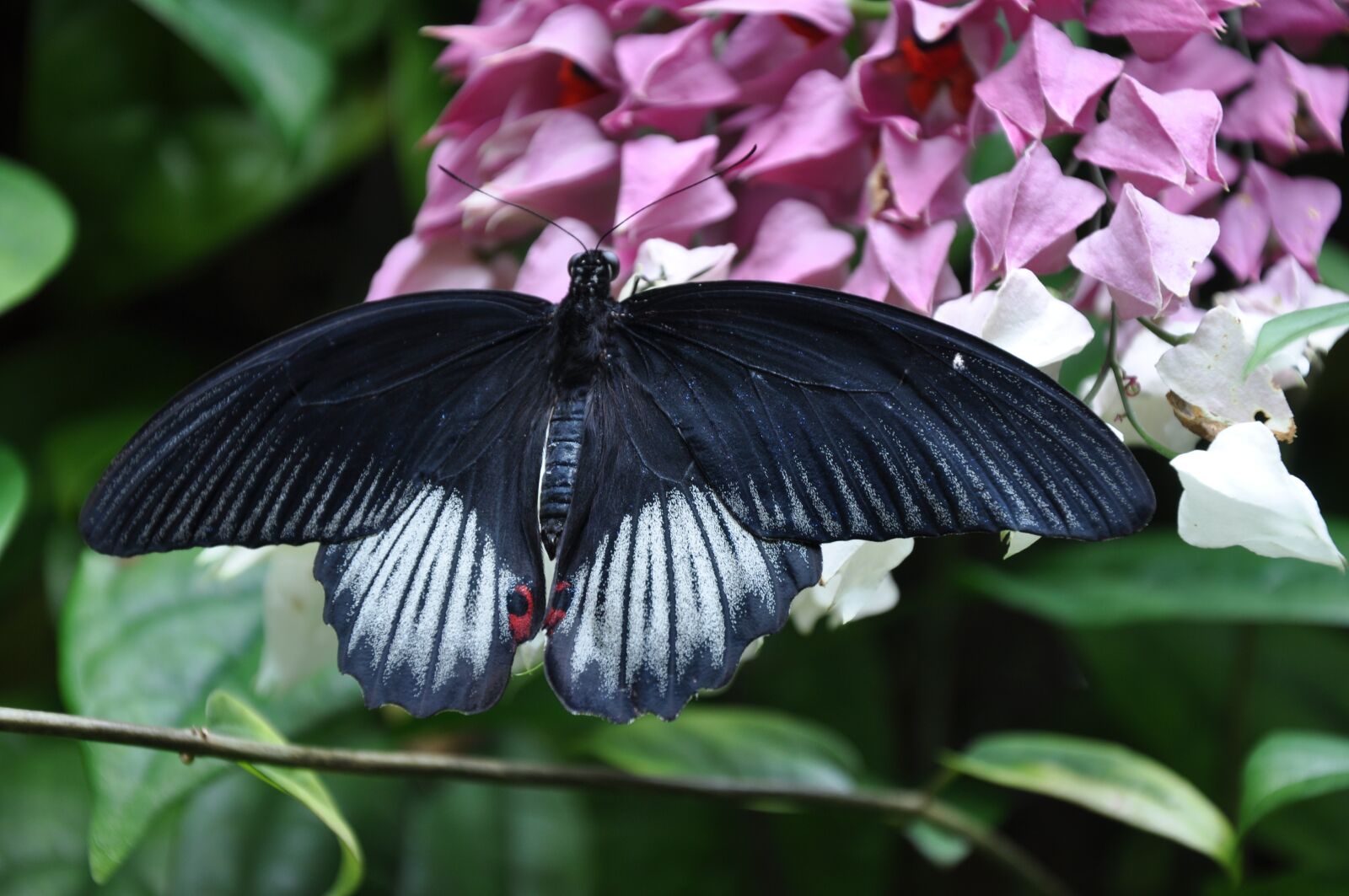 Nikon D90 sample photo. Butterfly, mormon butterfly, nature photography