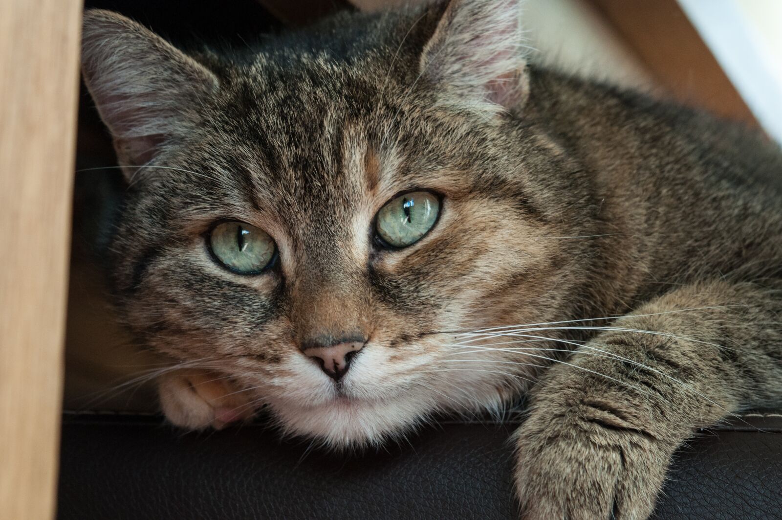 Nikon D90 sample photo. Cat, eyes, indoors photography