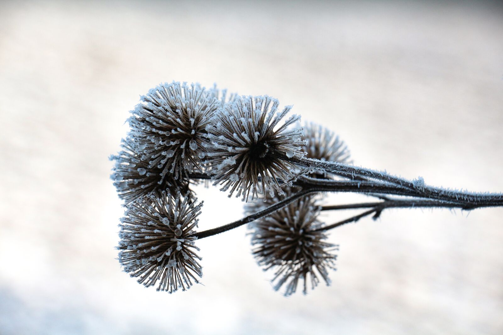 Canon EOS 700D (EOS Rebel T5i / EOS Kiss X7i) sample photo. Hook and loop closure photography
