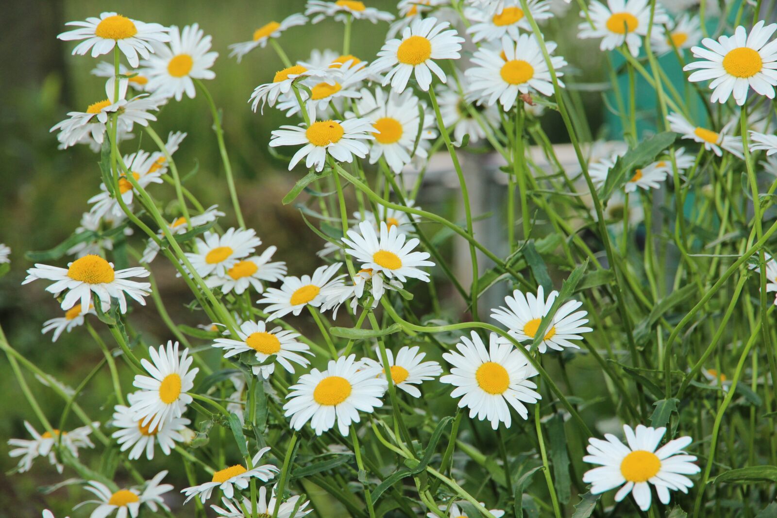 Canon EF-S 15-85mm F3.5-5.6 IS USM sample photo. Chamomile, flowers, white flowers photography