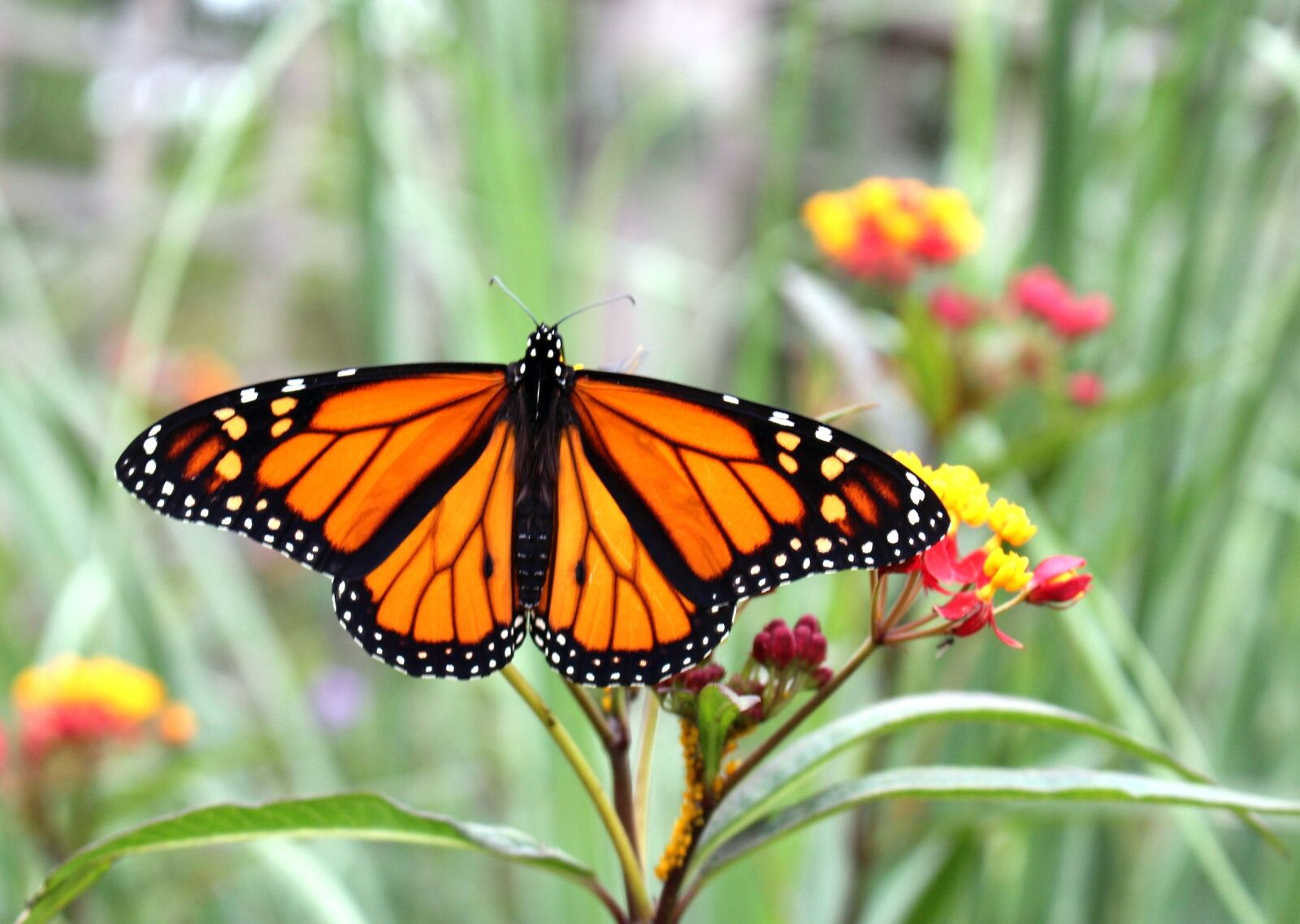 Canon EOS 700D (EOS Rebel T5i / EOS Kiss X7i) sample photo. Fauna, insects, butterfly photography