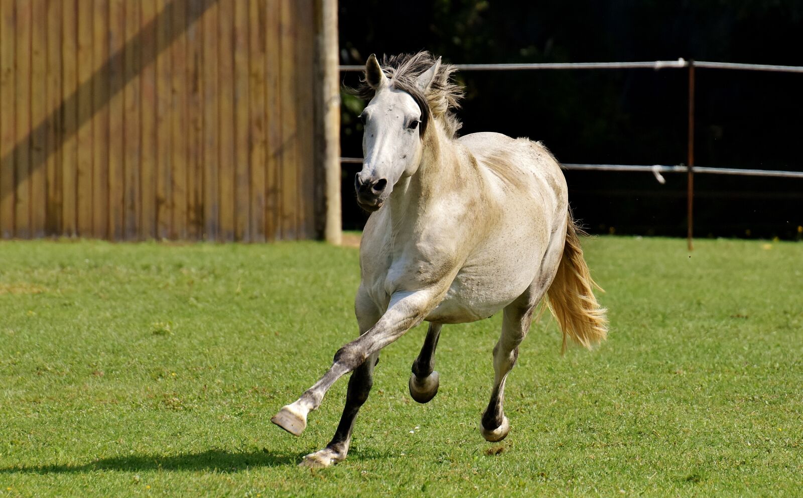 Nikon D7200 sample photo. Mold, horse, love for photography