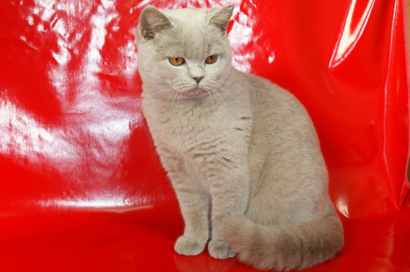Sony Alpha DSLR-A350 sample photo. British shorthair cat, bkh photography
