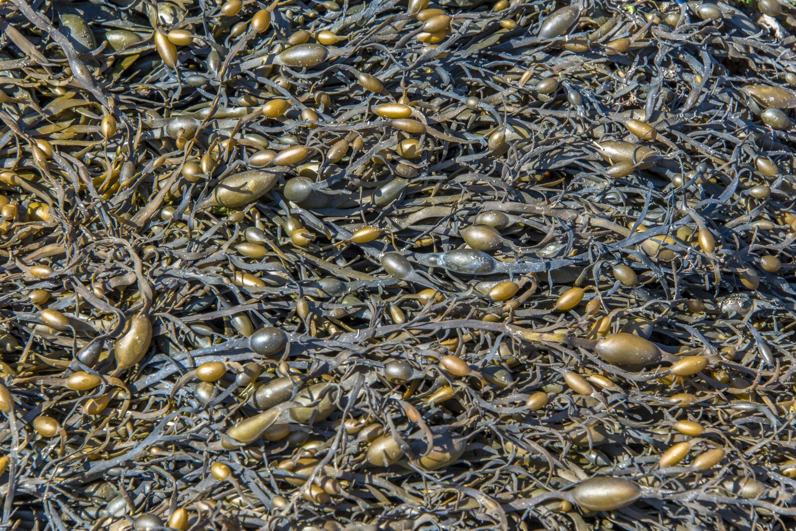 Nikon D610 sample photo. Texture, algae, sea photography