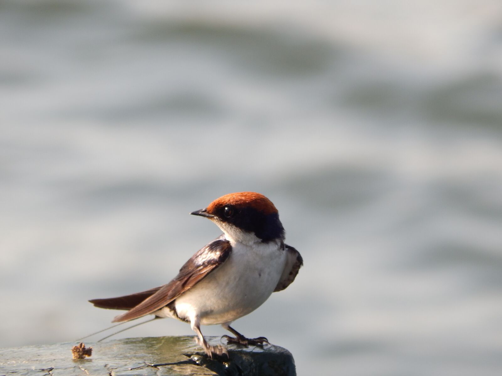 Nikon Coolpix L820 sample photo. Bird, red, lake photography