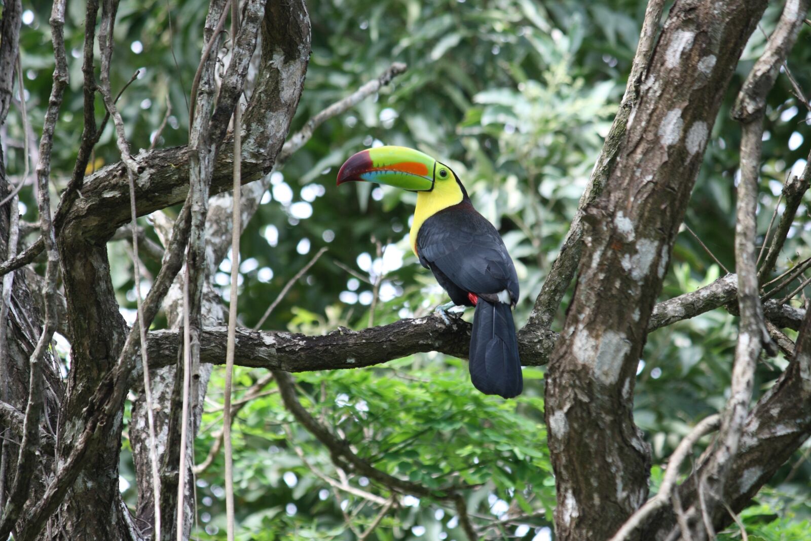 Canon EOS 400D (EOS Digital Rebel XTi / EOS Kiss Digital X) sample photo. Toucan, forest, tree photography