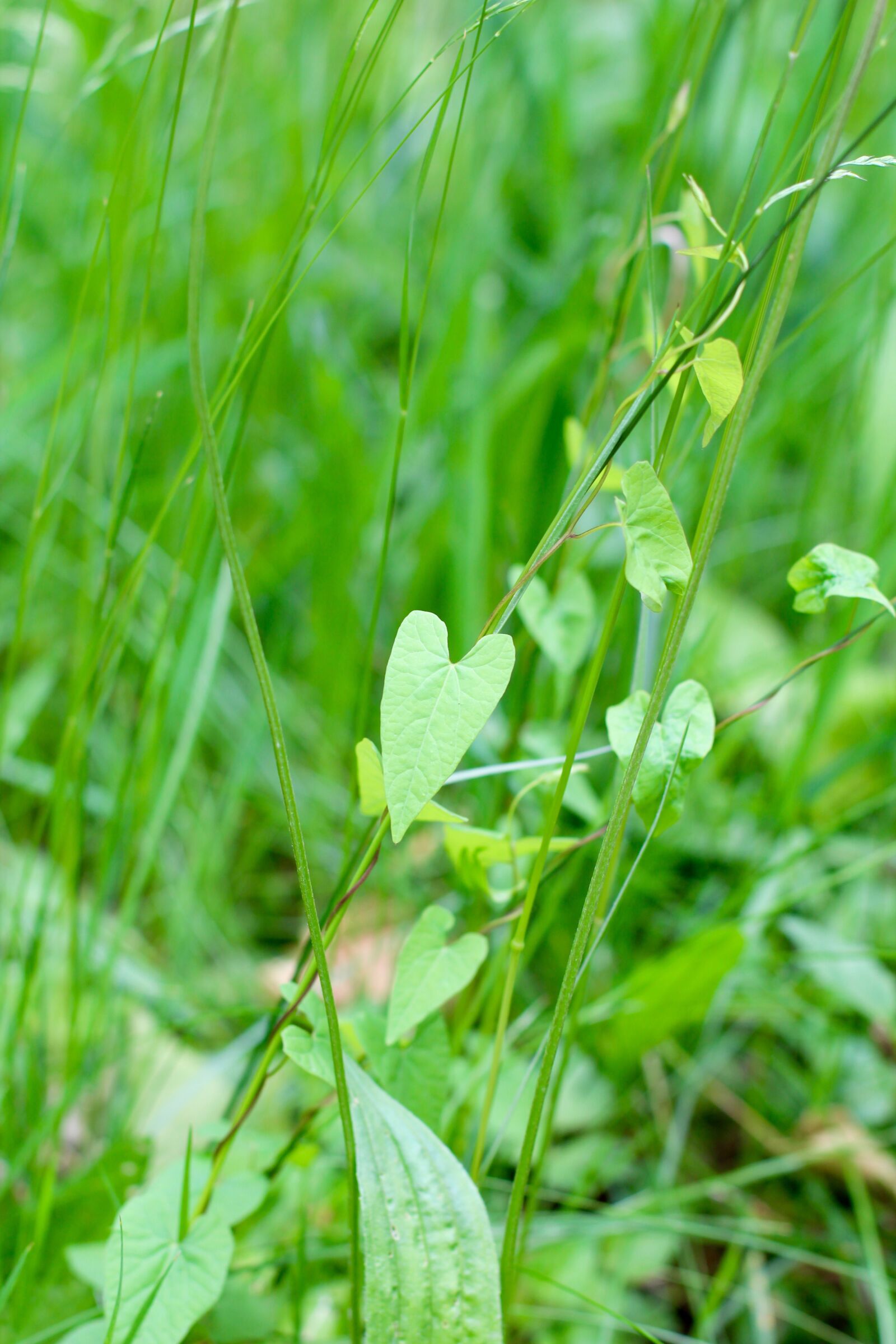 Canon EOS 600D (Rebel EOS T3i / EOS Kiss X5) + Canon EF 50mm F1.4 USM sample photo. Grass, heart, green photography