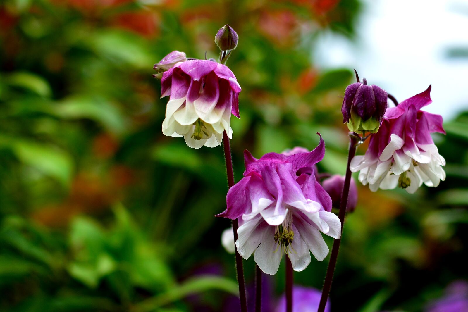 Nikon D5200 sample photo. Columbine, garden, blossom photography