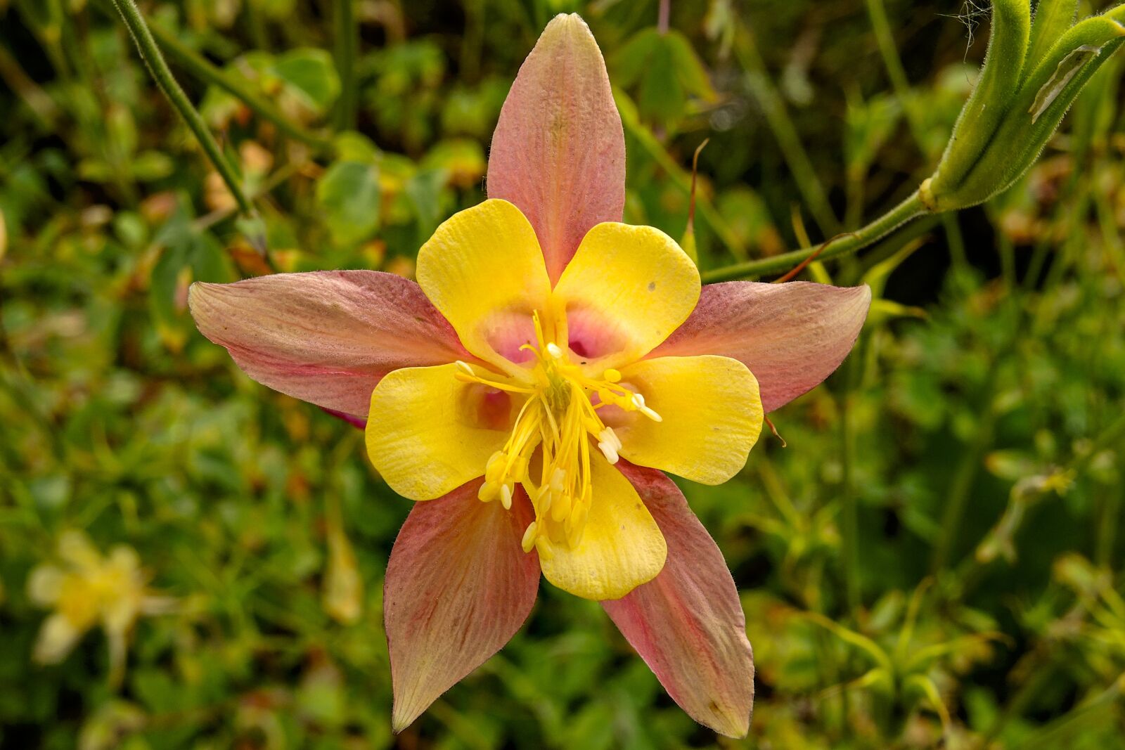Nikon Coolpix P7700 sample photo. Columbine, flower, blossom photography