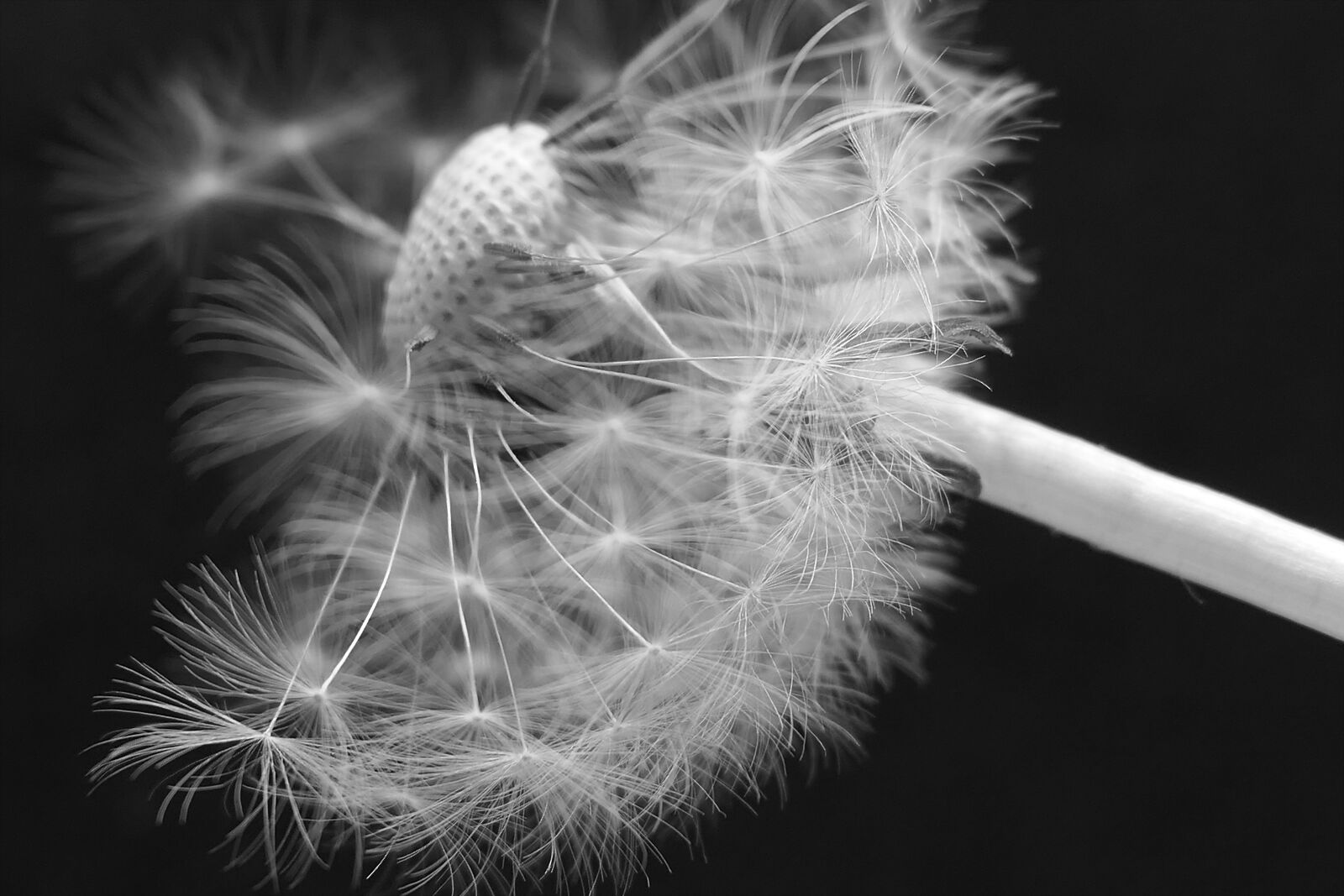 Panasonic Lumix DMC-LX10 (Lumix DMC-LX15) sample photo. Dandelion, dandelion flower, umbrella photography