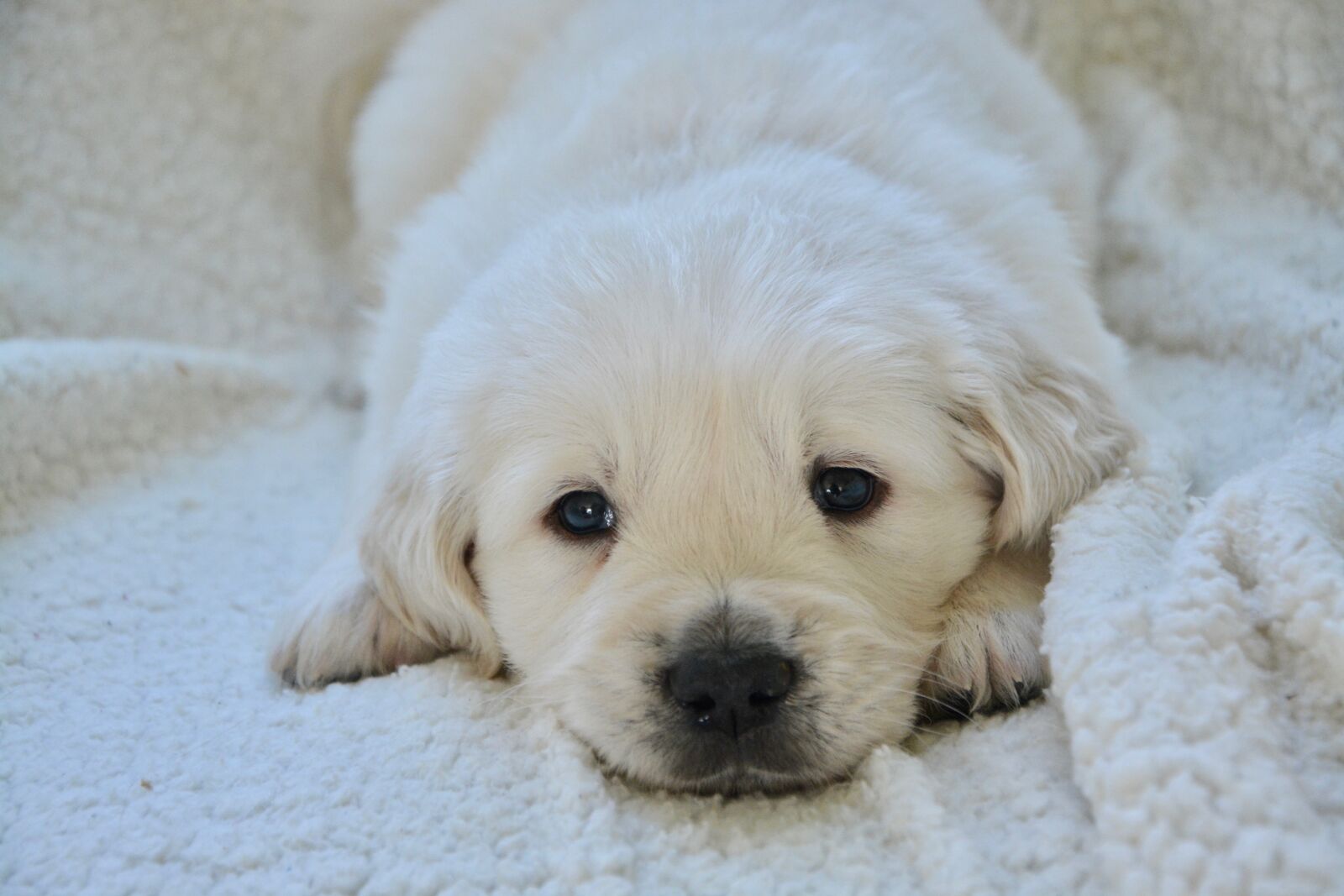Nikon D5200 sample photo. Puppy, pup, puppy lying photography