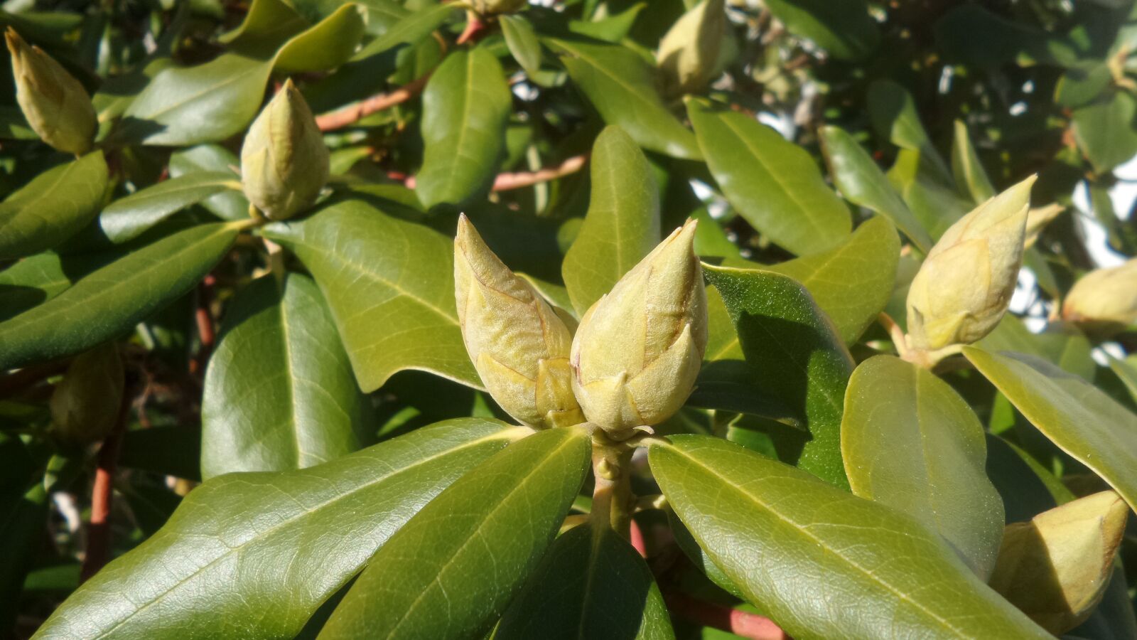 Samsung Galaxy K Zoom sample photo. Rhododendron, bud, closed photography