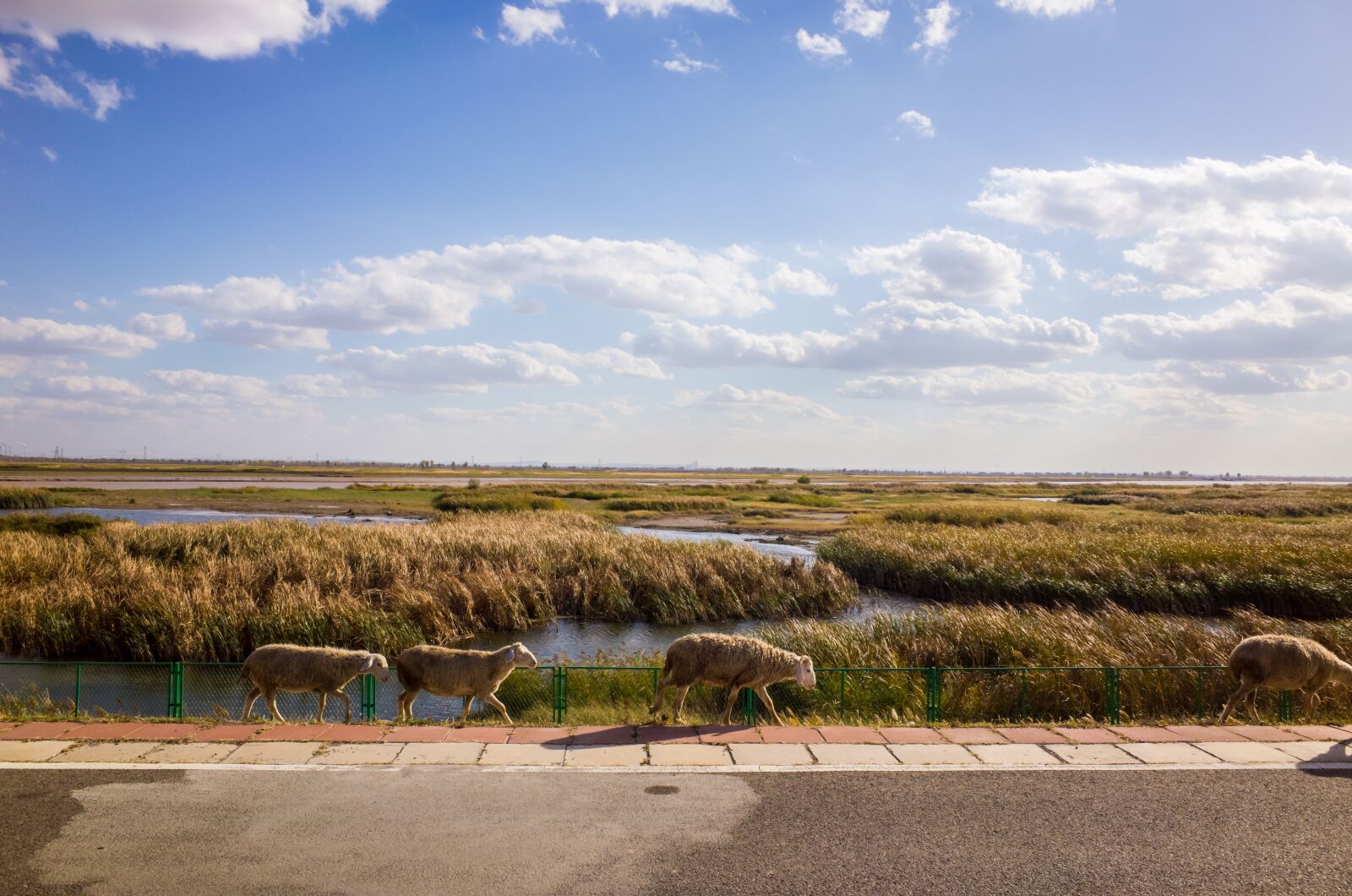 Ricoh GR sample photo. Prairie, wetlands, the scenery photography