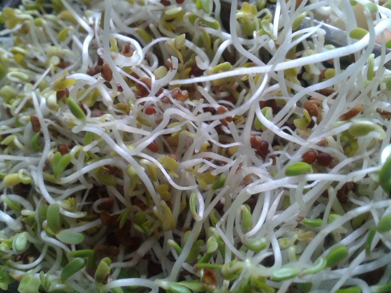 Samsung Galaxy S3 Mini sample photo. Alfalfa, organic, salad, seeds photography