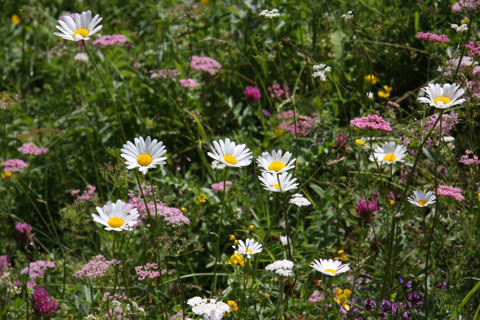 Canon EOS 40D sample photo. Field, meadow flower, daisy photography