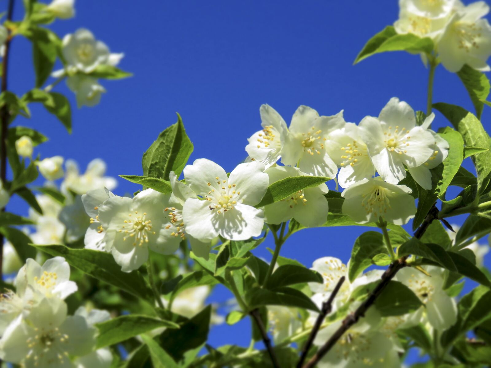Canon PowerShot SX60 HS sample photo. Chubushnik, flowers, sky photography