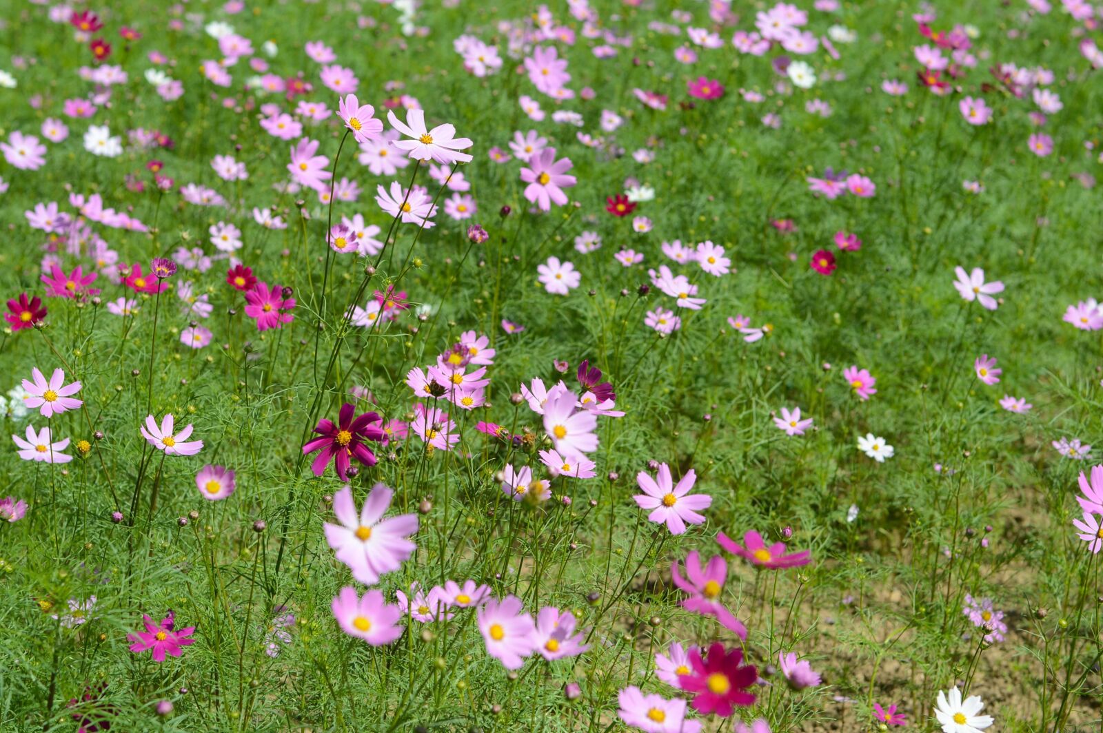 Nikon D3200 sample photo. Background, the flowers, bird's photography