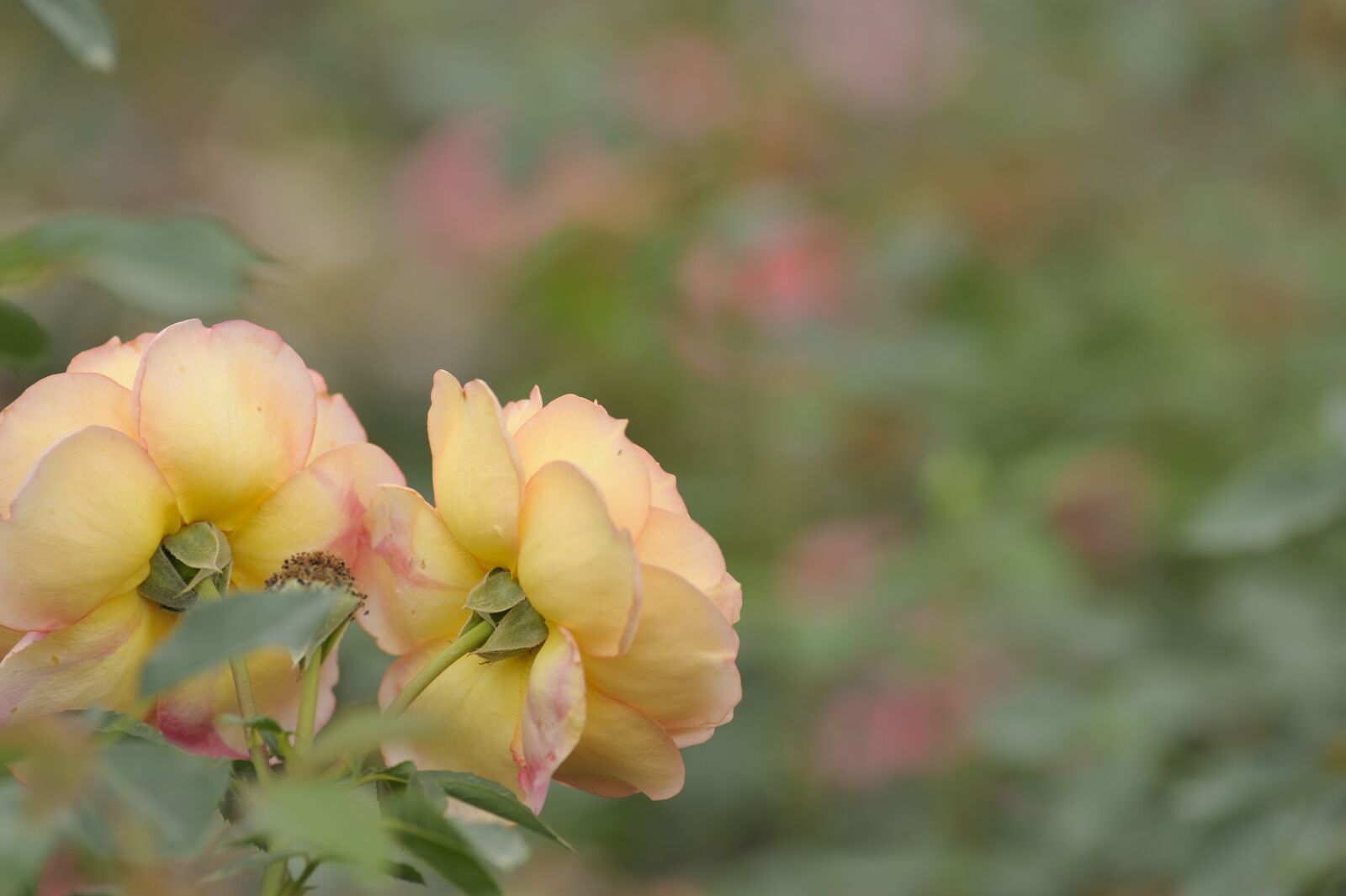 Nikon D700 sample photo. Rose, flower, blooming flower photography