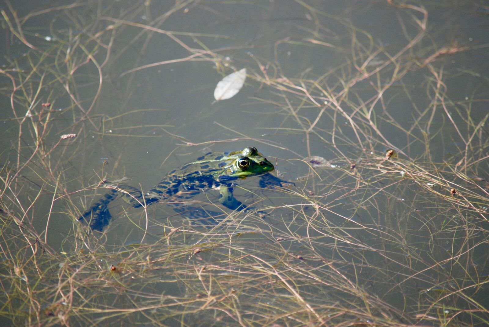 Nikon D80 sample photo. Frog, amphibian, amphibians photography