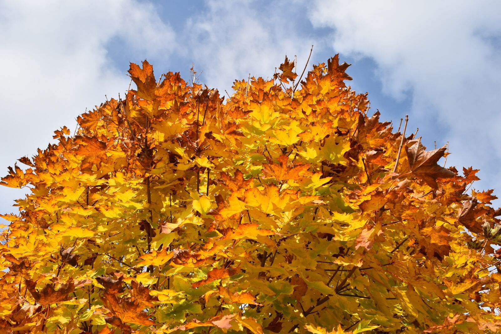 Nikon D5500 sample photo. Wood, foliage, leaves photography