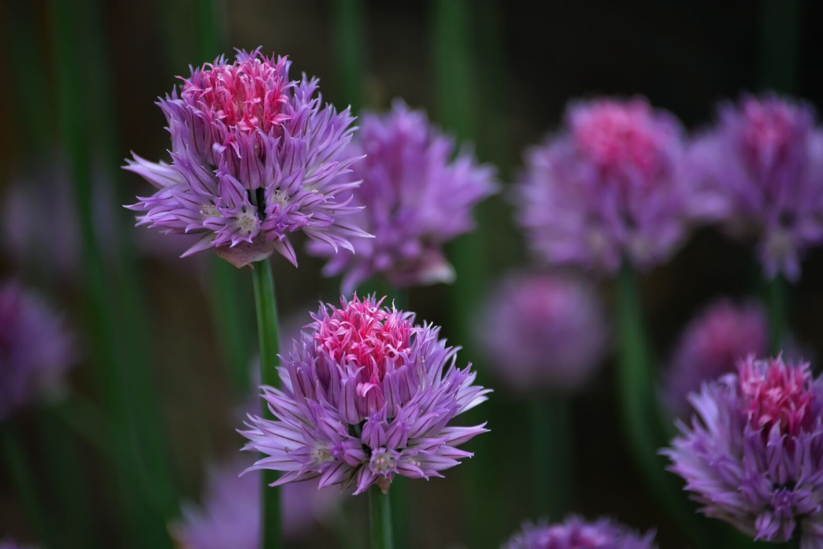 Nikon D5200 sample photo. Flowers, field, meadow photography