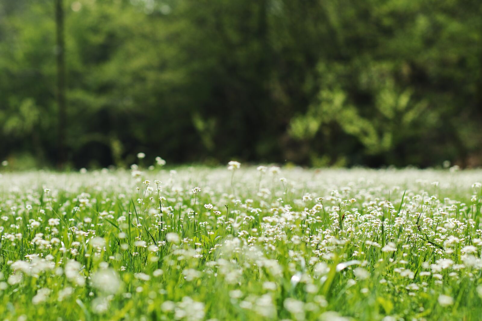 Canon EOS 77D (EOS 9000D / EOS 770D) + Canon EF 85mm F1.8 USM sample photo. Meadow, flowers, nature photography