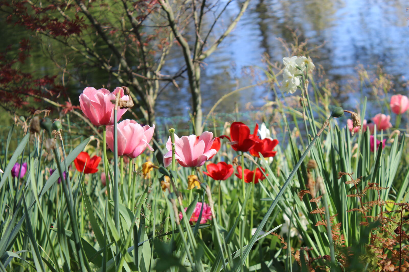 Canon EOS 600D (Rebel EOS T3i / EOS Kiss X5) sample photo. Blue, flower, flowers, france photography