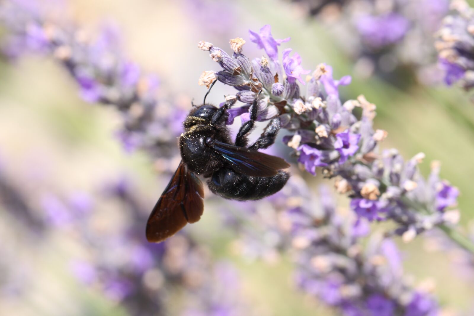 Canon EOS 50D sample photo. Spring, insect, bee photography