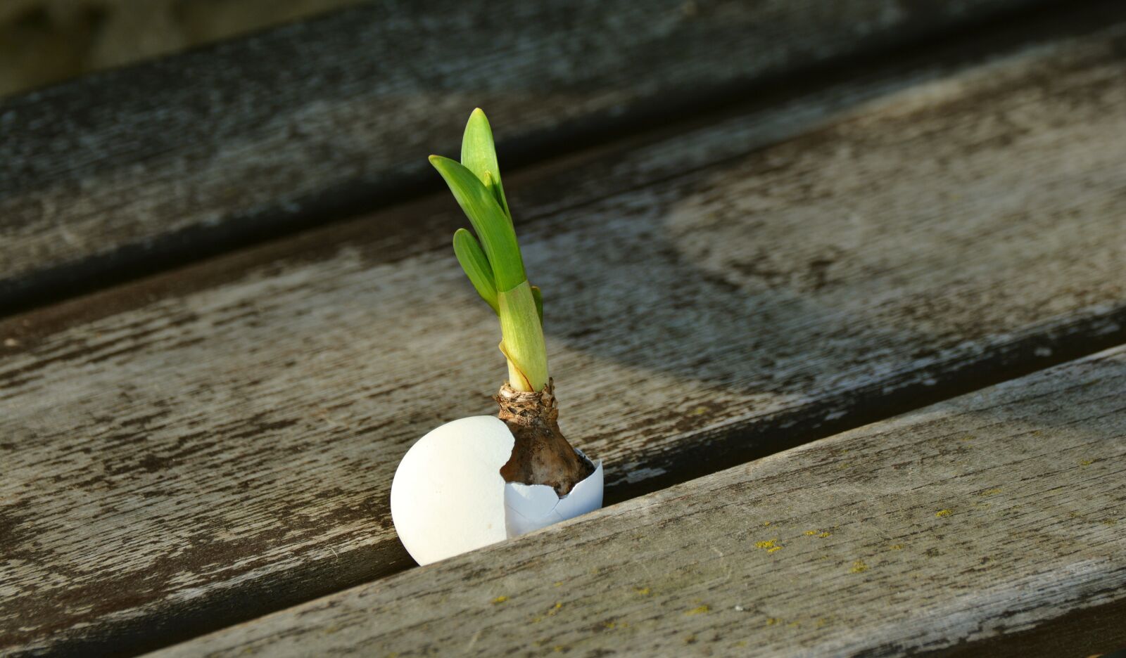 Nikon D5200 sample photo. Onion, scion, live new photography