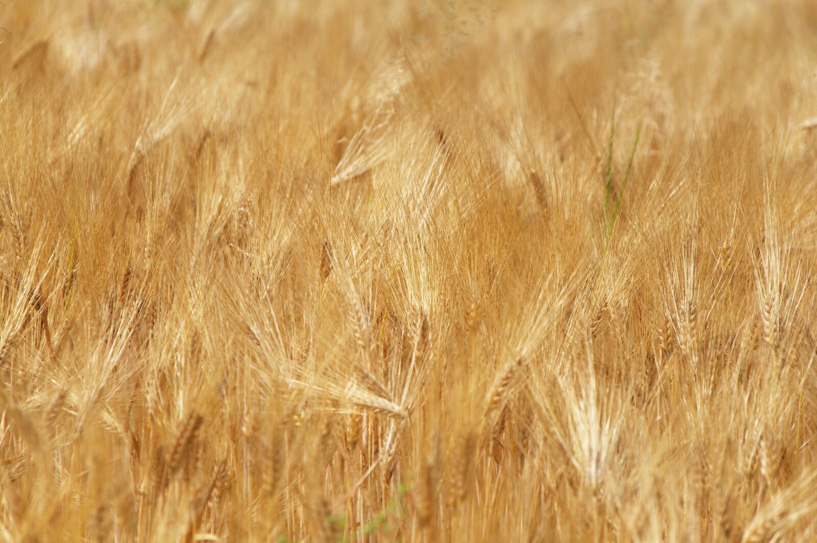 Nikon D90 sample photo. Wheat, field, harvest photography