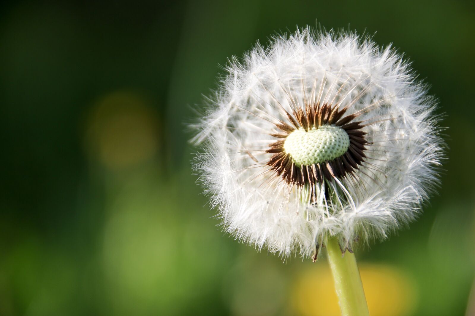 Canon EOS 7D Mark II sample photo. Dandelion, flower photography