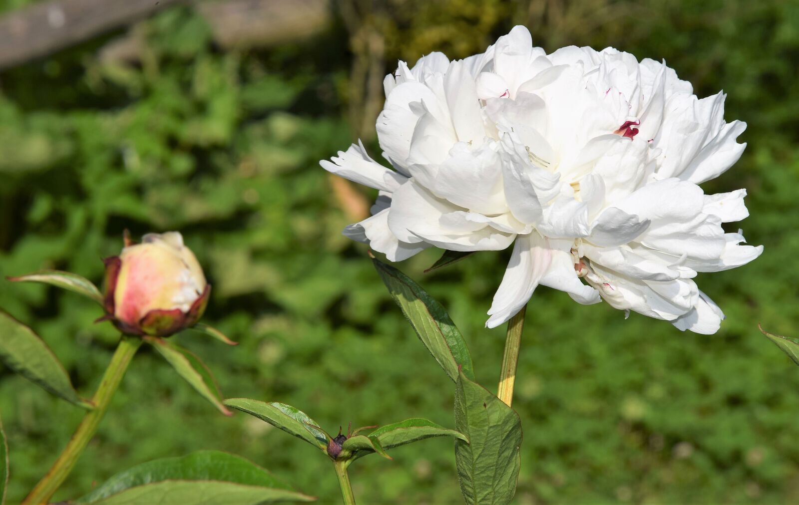 Nikon D5300 sample photo. Peony, pink, flower photography