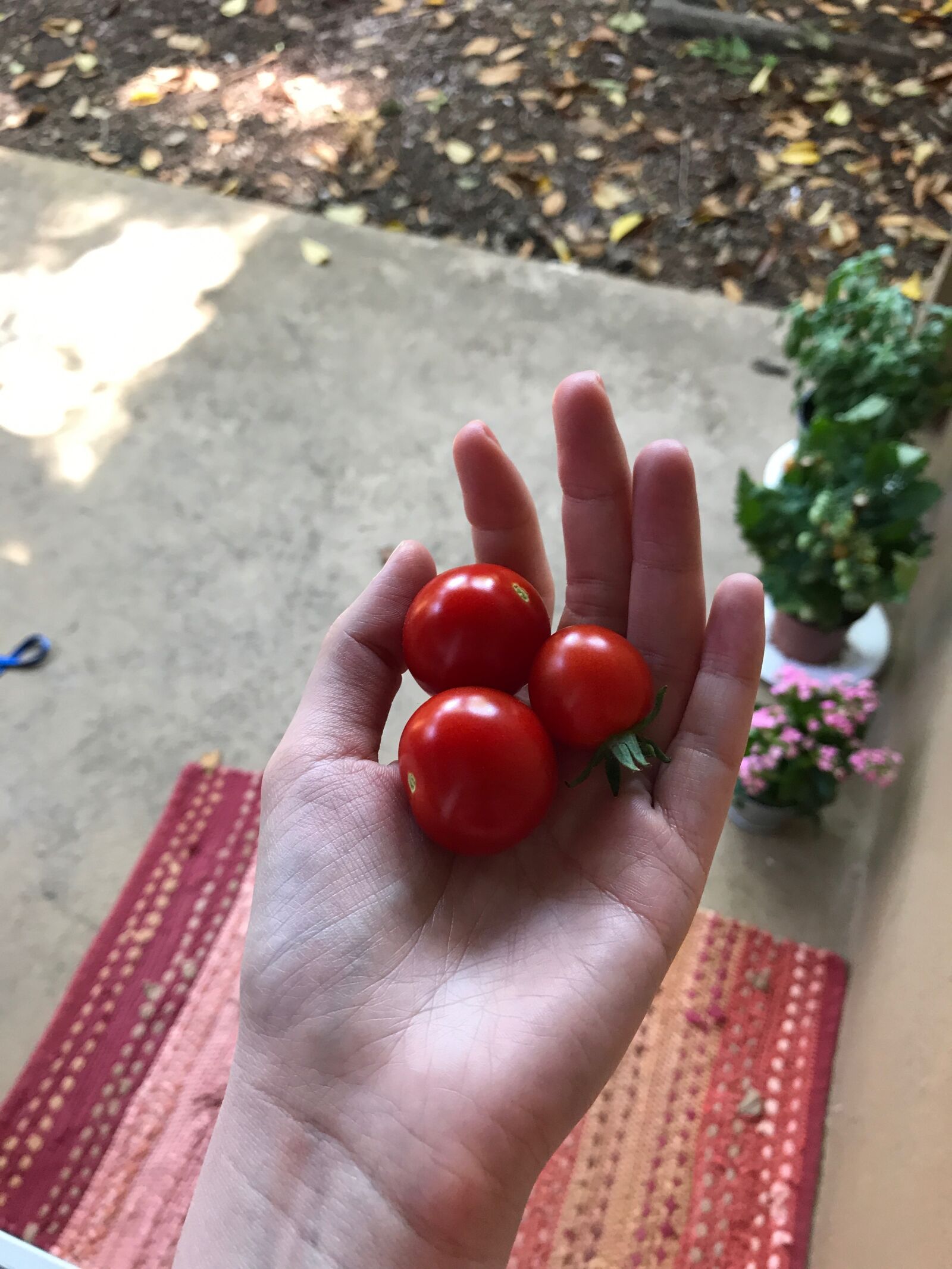 iPhone 7 Plus back dual camera 3.99mm f/1.8 sample photo. Tomatoes, cherry tomatoes, hand photography