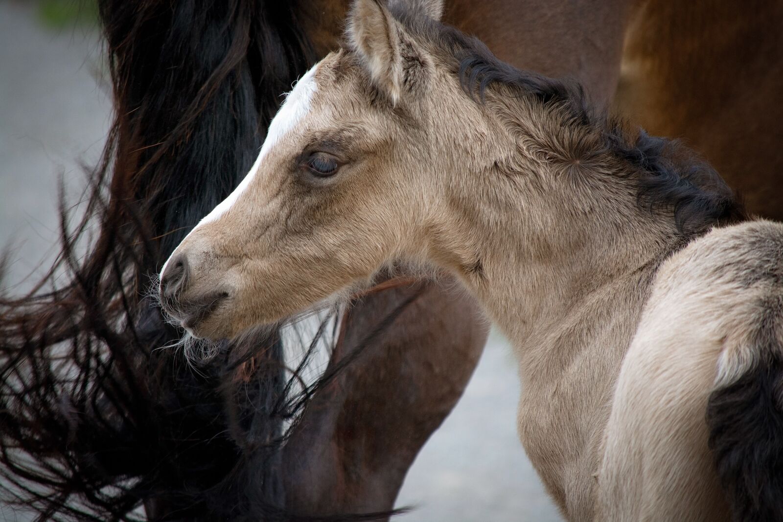 Nikon D7100 sample photo. Foal, pony foal, young photography