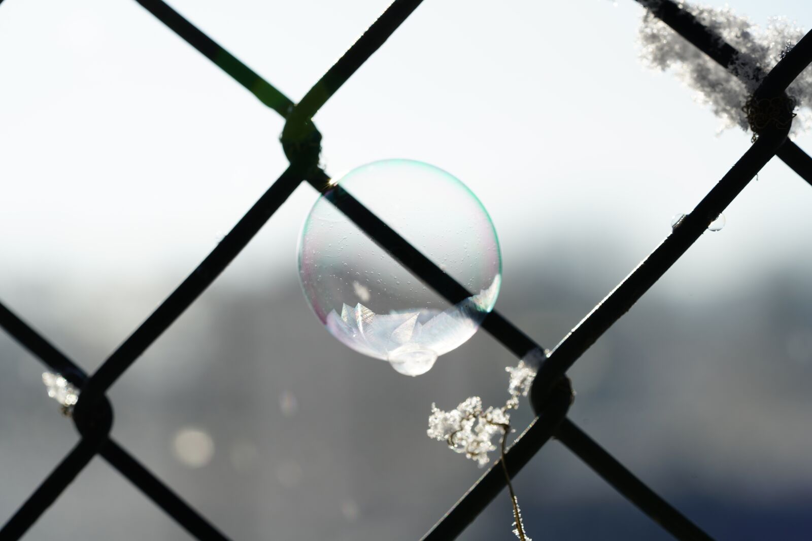 Sony a7R II + Sony FE 90mm F2.8 Macro G OSS sample photo. Soap bubble, frozen, fence photography