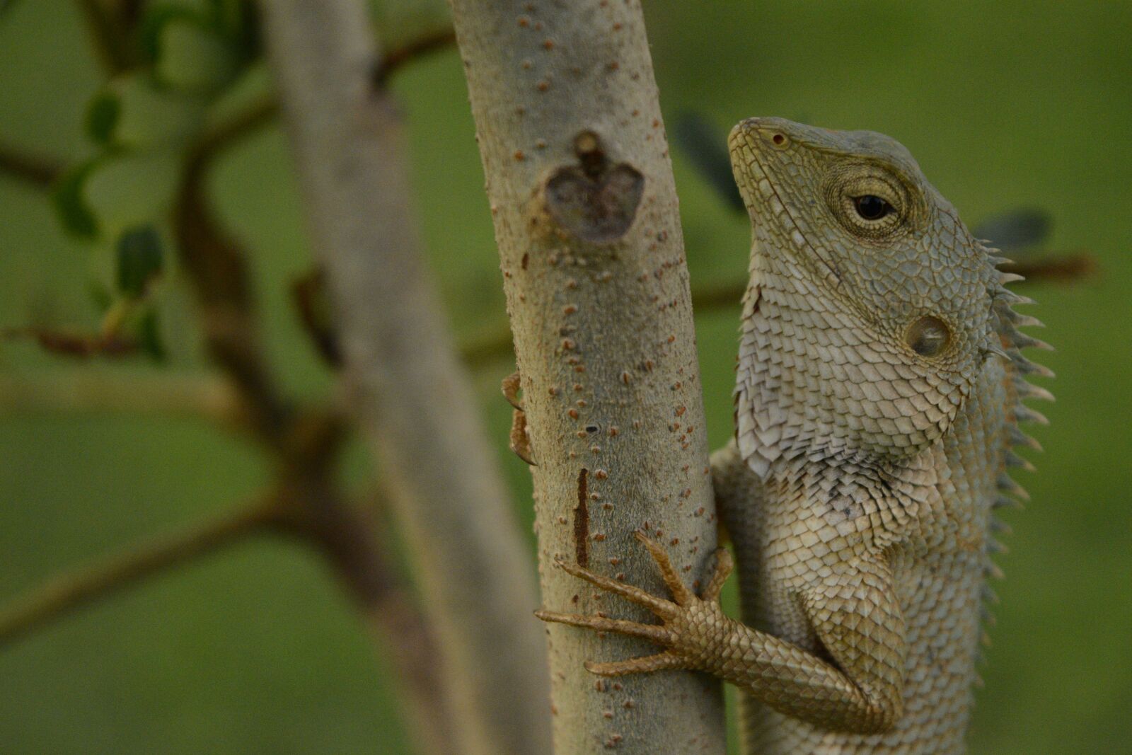 Nikon D5200 sample photo. Lizard, reptile, wildlife photography