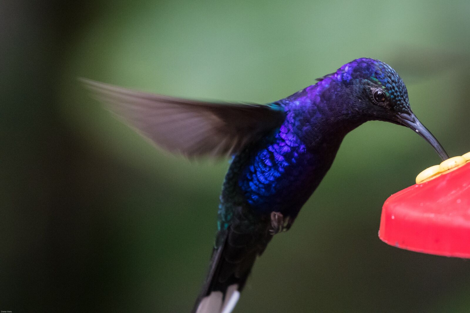 Canon EOS 7D Mark II sample photo. Hummingbird, bird, flying photography